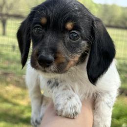 Wire hair Black Pie Girl - Piebald female Dachshund puppy in Nashville, Arkansas from Whisenhunt Farms