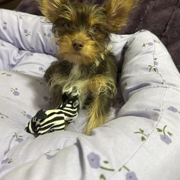 Jazzy - Chocolate and tan female Yorkshire Terrier puppy in Pounding  Mill, Virginia from Rosa's Chihuahuas