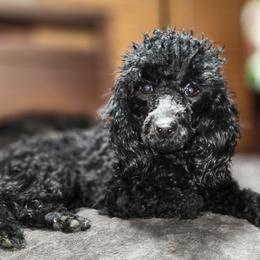 Kira - Poodle