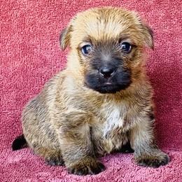 Pink Collar Girl - Red female Norfolk Terrier puppy in Bristol, Tennessee from Holston Hollow Farm