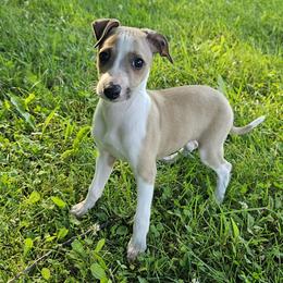 Boy 1 - Red fawn male Italian Greyhound puppy in Phillips, Maine from Maplewood Italian Greyhounds