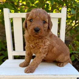 Fairytale - Red female Bernedoodle puppy in Midland, Michigan from Northern Charm Farm