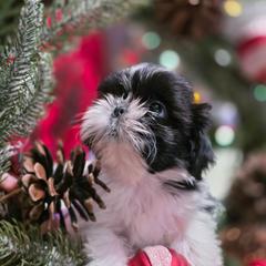 Treasure - Black and white female Shichon puppy in Ronda, North Carolina from Willow River