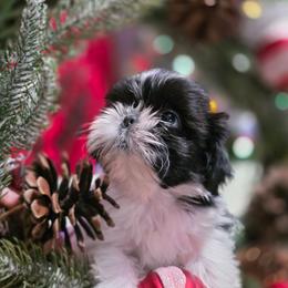 Treasure - Black and white female Shichon puppy in Ronda, North Carolina from Willow River