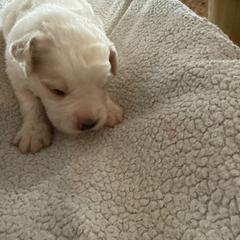 Pink - Black and white male Saint Berdoodle puppy in Walbridge, Ohio from Jeff's St Berdoodles