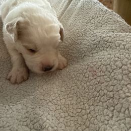 Pink - Black and white male Saint Berdoodle puppy in Walbridge, Ohio from Jeff's St Berdoodles