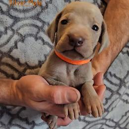Orange Collar - Silver gray male Weimaraner puppy in Indiana from So-IN Weimaraner's