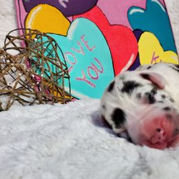 Great Dane Puppies from Dynamic Danes
