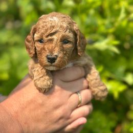 Lincoln - Red  male Poodle puppy in Herriman, Utah from Shaggy Mountain Pups LLC