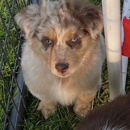 Foolish - Red merle female Australian Shepherd puppy in St Clair, Michigan from Kayla's Aussies