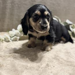 Martha - CKC - Black and cream female Dachshund puppy in Morristown, Tennessee from Hillside Hounds