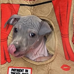 Nova - White and blue American Hairless Terrier puppy in Mesa, Arizona from Elements AHT