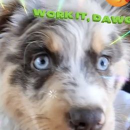 Australian Shepherd and Miniature Australian Shepherd All Grown Up from River Side Aussies