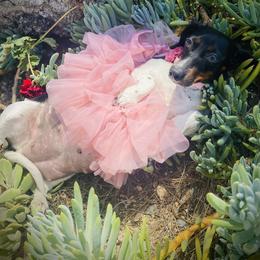 Dachshund and Pembroke Welsh Corgi All Grown Up from Kendaline Kennels