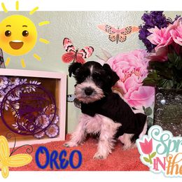 Miniature Schnauzer Puppies from Amaya Lara Schnauzers