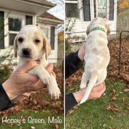 Honeys Green Collar - Lemon and white male Beagle puppy in Brothers, Oregon from Beagles on the Run