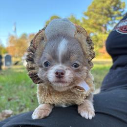 Ghoul - Blue male Chihuahua puppy in Gloucester, Virginia from Charlotte's Web of Chihuahuas