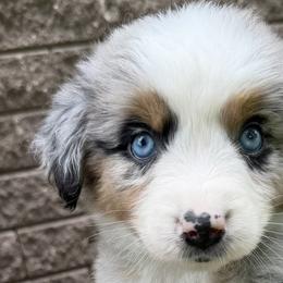 Australian Shepherds from Hawk Creek Farms
