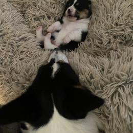 American Corgi and Pembroke Welsh Corgi Puppies from Wild West Corgis