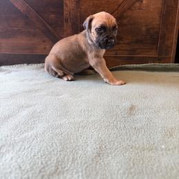Cane Corso Puppies from Cowan Farms