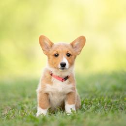 Pink Collar- Cheddar - Sable female Pembroke Welsh Corgi puppy in Waverly Hall, Georgia from 6g Ranch Corgis