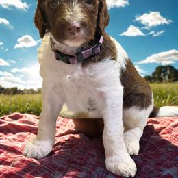 Dolly - Parti female Goldendoodle puppy in Ellenburg Center, New York from Kristin's Puppies