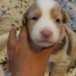 Boy 2 - Australian Shepherd puppy in Belleville, West Virginia from Chasitys Australian Shepherds
