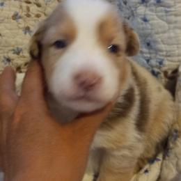 Boy 2 - Australian Shepherd puppy in Belleville, West Virginia from Chasitys Australian Shepherds