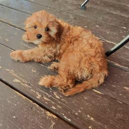 Teddy - Apricot male Cavapoo puppy in Gilbert, Arizona from Arizona Toy Cavapoos – Health‐Tested & Home‐Raised