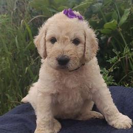 Purple Collar - Cream female Goldendoodle puppy in Willow Springs, Missouri from Todd Family Homestead
