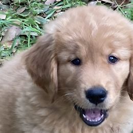 Boy 5th Pick-Green collar - Golden Golden Retriever puppy in Sacramento Area, California from Gold Country Golden Retrievers