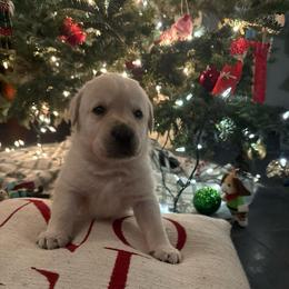 Boy 2- White English Lab - Yellow male Labrador Retriever puppy in Isanti, Minnesota from Four Corners Family Labs