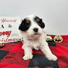 Sage - Black and white male Bernedoodle puppy in Granton, Wisconsin from Rose River Farms