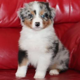 Dag - Blue merle male Australian Shepherd puppy in Colorado from Firestone Australian Shepherds