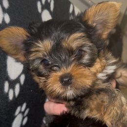 Anakin - Black and tan Yorkshire Terrier puppy in Highland, Arkansas from Gilmore Yorkies