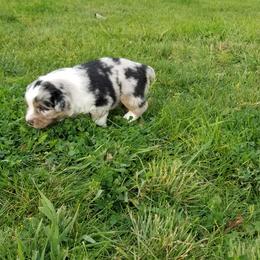 Jonathan - Australian Shepherd puppy in Powell, Wyoming from Waterworth Australian Shepherds