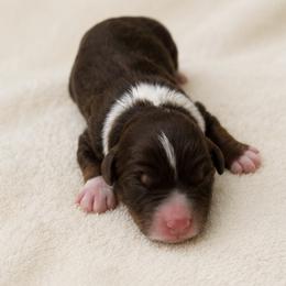 Jasmine - female Australian Mountain Doodle puppy in Temecula, California from Country Hills Doodles