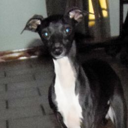 Pepper - Italian Greyhound