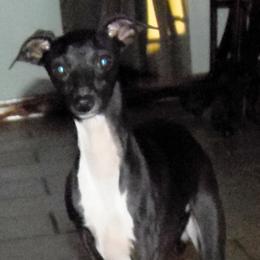 Pepper - Italian Greyhound