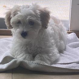Harley - Cream male Maltipoo puppy in Santaquin, Utah from Willow & Wag Farm