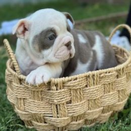Bulldog puppies from Raised By Santiago