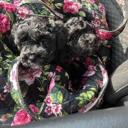 Maltipoo Puppies from Awwws&Pawws
