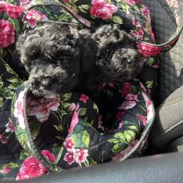 Maltipoo Puppies from Awwws&Pawws
