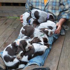 Spinone Italiano Puppies from Maple Hollow Spinone