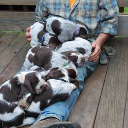 Spinone Italiano Puppies from Maple Hollow Spinone