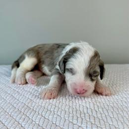 Fleece Lightning - Blue merle and white male Sheepadoodle puppy in Adams, Nebraska from Boxcar Doodles and Poodles