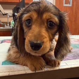 Dapple Female 2 - Dapple female Dachshund puppy in Kansas City, Kansas from That Beautiful Dachshund