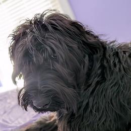 Giant Schnauzer puppies from Princess Vivi Giant Schnauzer