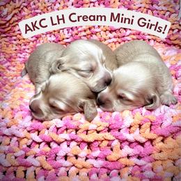 Pearl - Cream female Dachshund puppy in Coal City, Indiana from Angel Blue Dogs