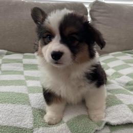 Sapphire (fluffy) - Black and tan female Pembroke Welsh Corgi puppy in Waco, Texas from The Comma Corgis